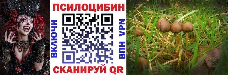 Галлюциногенные грибы Cubensis  сколько стоит  Ростов 
